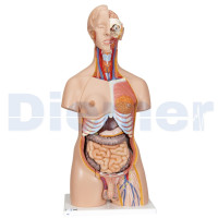 Maniqui Torso 24 Partes 